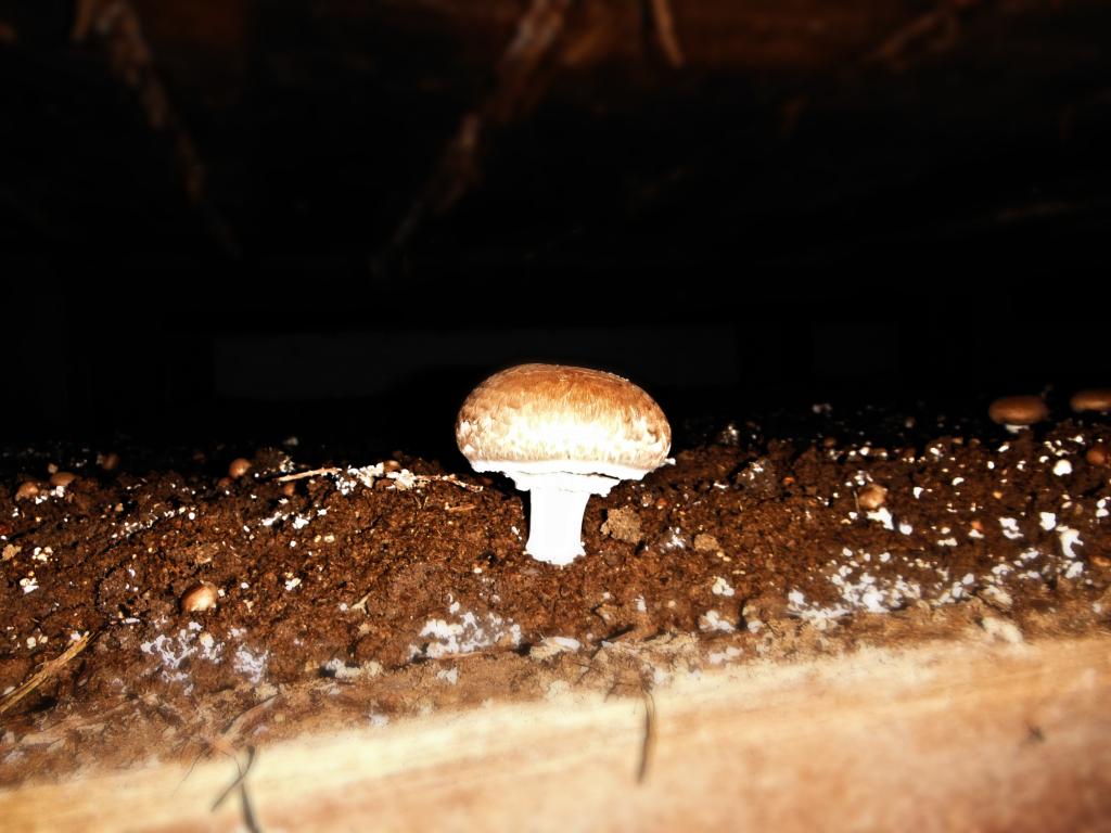 How long does it take to grow mushrooms?